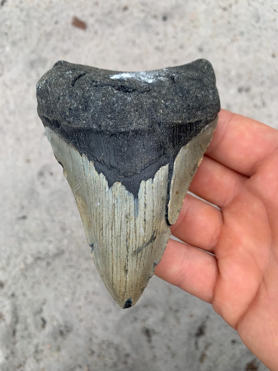 4.6 inch Megalodon Shark Tooth Fossil – Authentic No Repair Meg Teeth