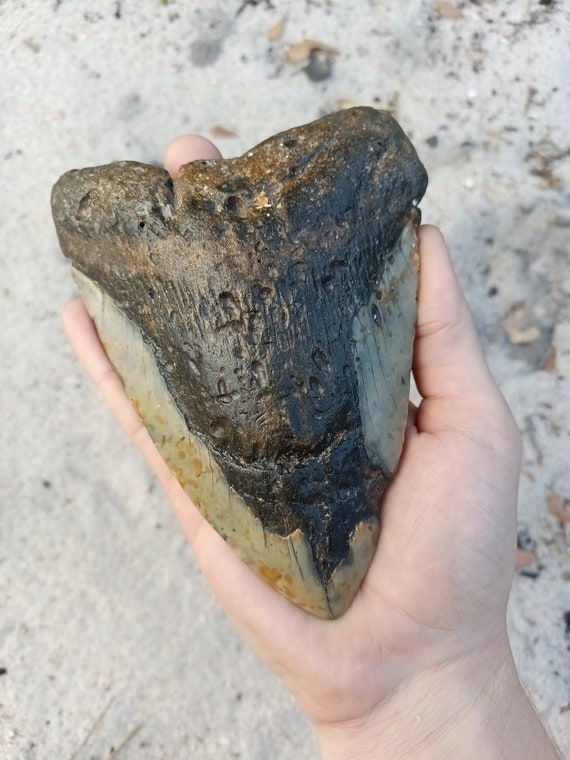 6 Inch Megalodon Tooth - 6.01 inches. Real Fossil Megalodon Shark Tooth, Authentic Shark Tooth Fossil, Huge Megalodon Tooth, Meg Teeth