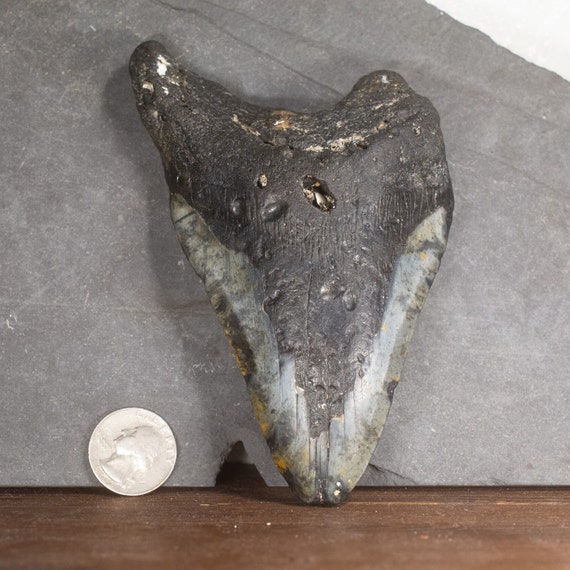 Megalodon Tooth - 5.46 inches. Real Fossil Megalodon Shark Tooth, Authentic Shark Tooth Fossil, Huge Megalodon Tooth, Meg Teeth
