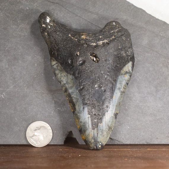 Megalodon Tooth - 5.46 inches