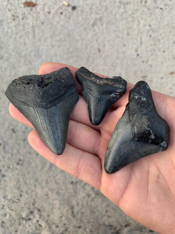 3 Megalodon Shark Teeth -  Real Fossil Megalodon Shark Tooth