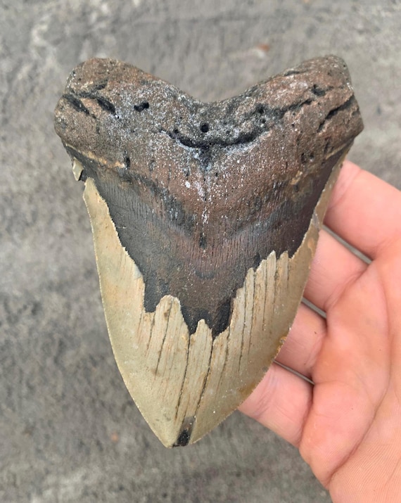 5.33 inch Megalodon Shark Tooth Fossil – Authentic, No Repair Meg Teeth
