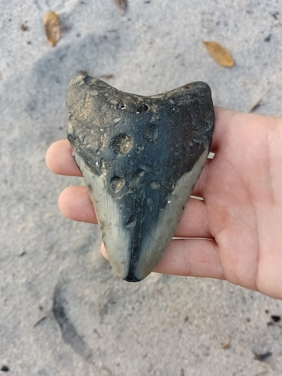Megalodon Tooth - 4.23 inches