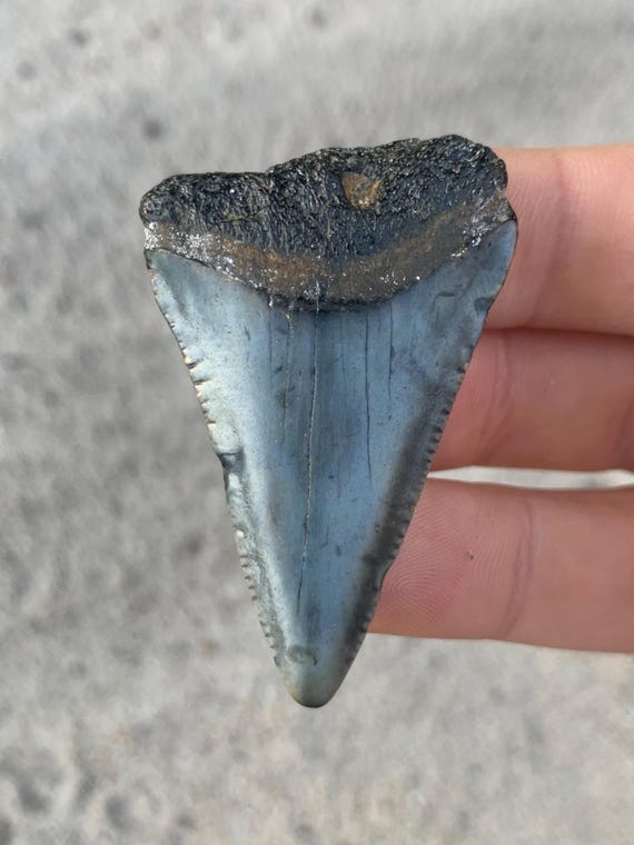 Great White Fossil Shark Tooth - 2.13 Inches
