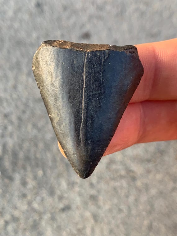 Great White Fossil Shark Tooth - 1.63 Inches