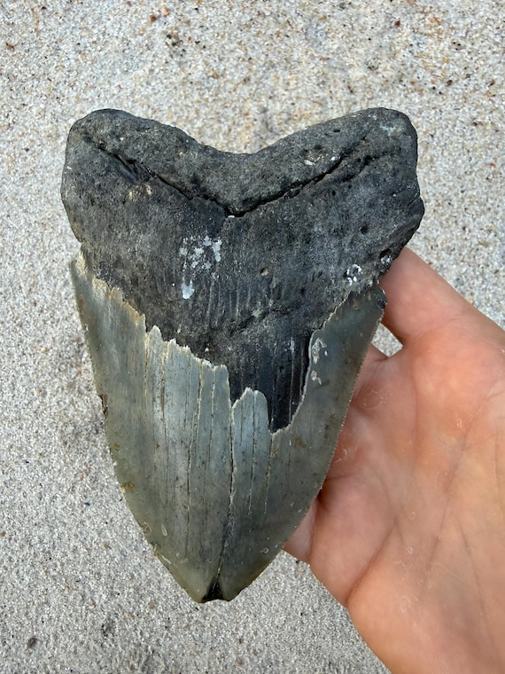 5.86 inch Megalodon Shark Tooth Fossil – Authentic, No Repair Meg Teeth