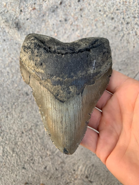 5.21 inch Megalodon Shark Tooth Fossil – Authentic, No Repair