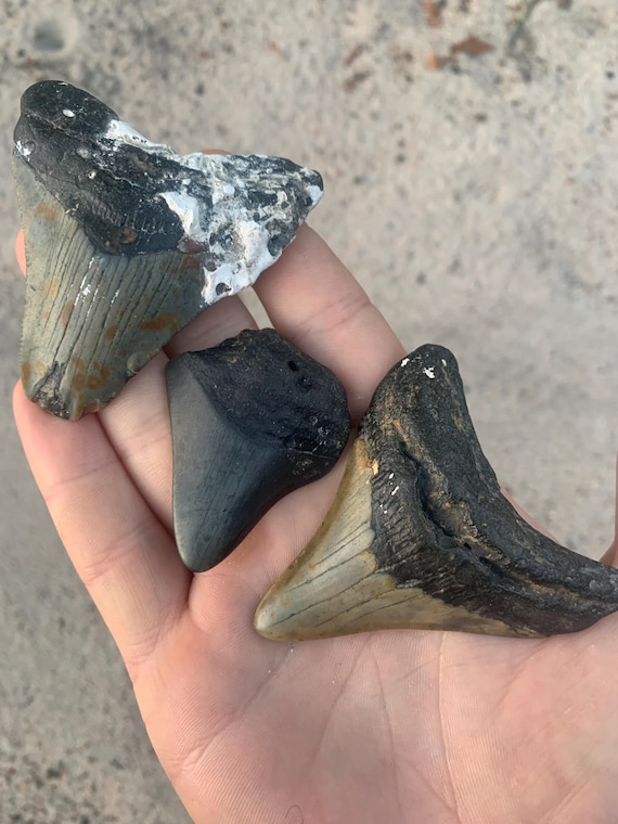 3 Megalodon Shark Teeth