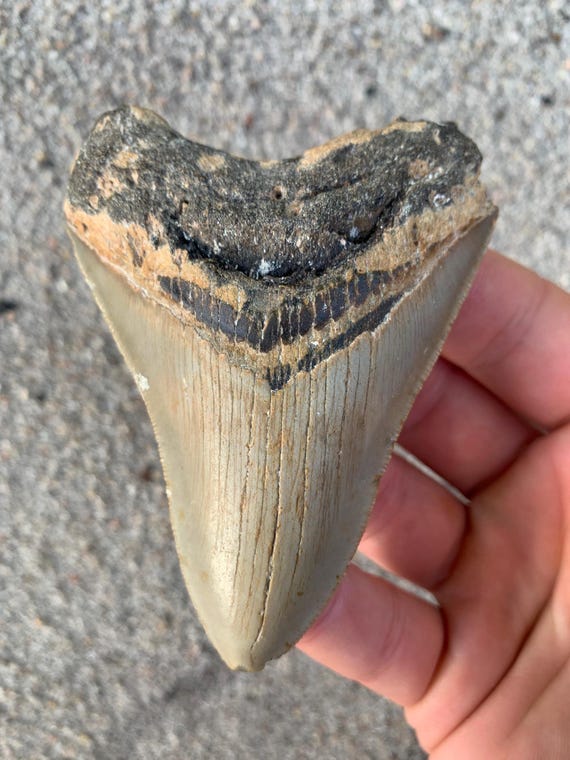 Megalodon Tooth - 3.7 inches