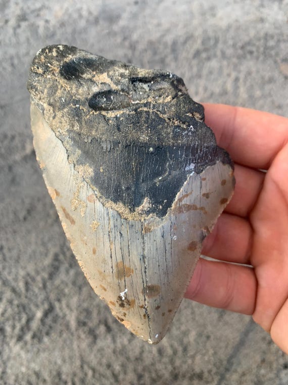 Megalodon Tooth - 4.67 inches