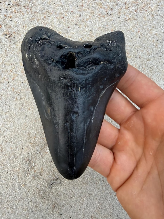 4.56 inch Megalodon Shark Tooth Fossil – Authentic, No Repair Meg Teeth