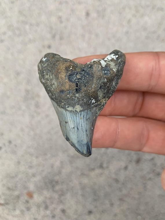 Parotodus Benedenii - 2.11 Inches