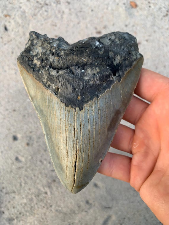 5.51 inch Megalodon Shark Tooth Fossil – Authentic No Repair Meg Teeth