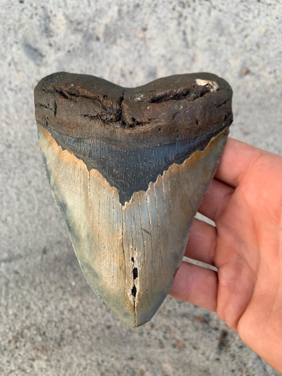 5.37 inch Megalodon Tooth Fossil - Authentic Meg Teeth Fossils