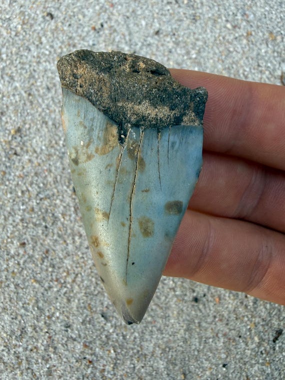 2.36 inch C. Hastalis Fossil Shark Tooth – Extinct White Shark