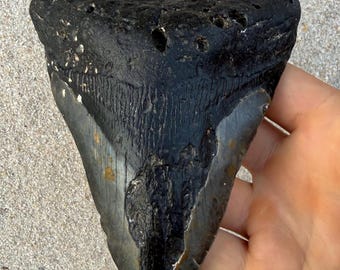 5.22 inch Megalodon Shark Tooth Fossil – Authentic, No Repair