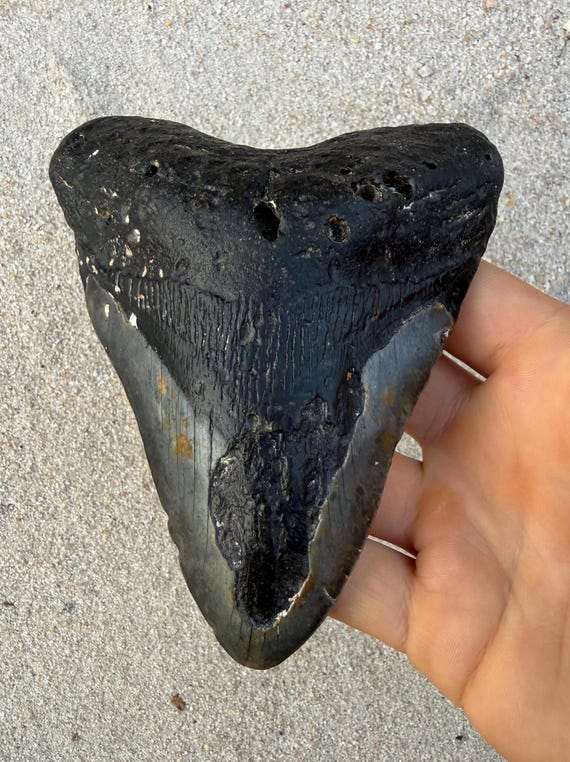 5.22 inch Megalodon Shark Tooth Fossil – Authentic, No Repair