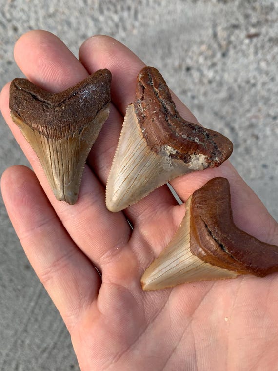 3 Chubutensis Shark Teeth. Rare orange color, NC only