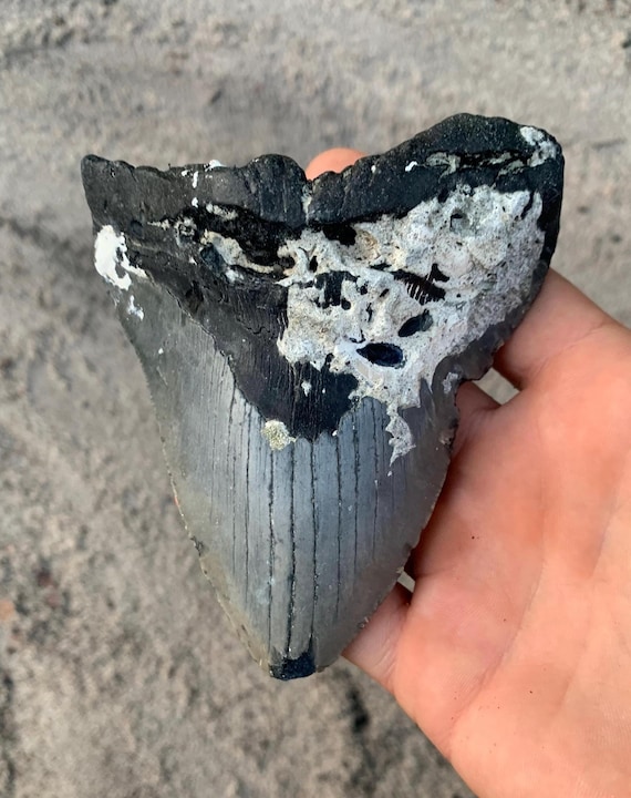 Megalodon Tooth - 4.72 inches