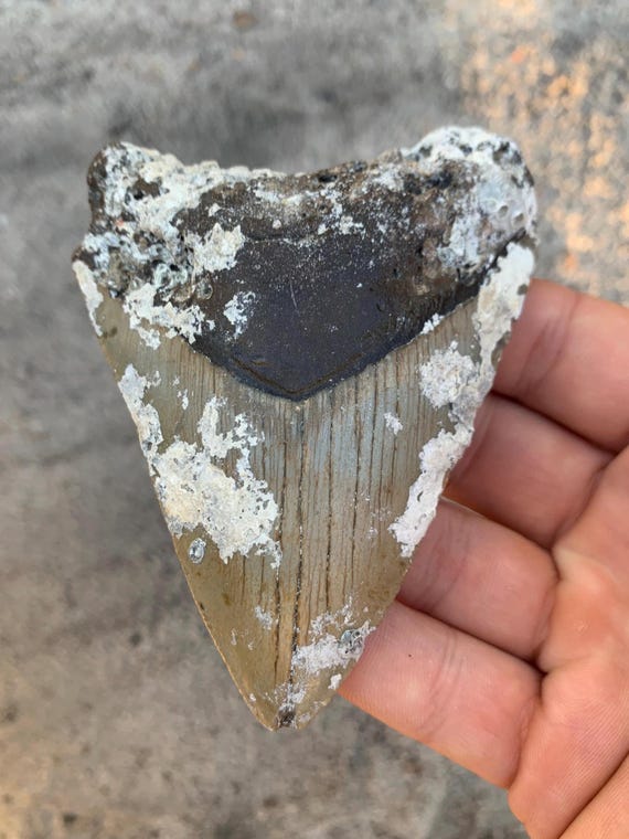 Uncleaned Megalodon Tooth Fossil - 4.07" Authentic Meg Shark Tooth