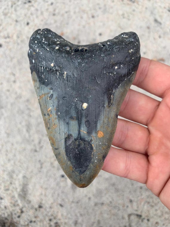 Megalodon Tooth - 4.58 inches