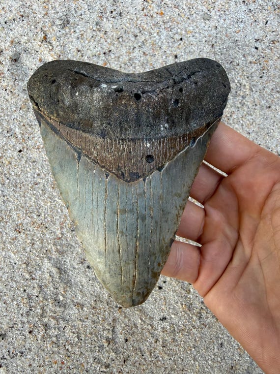 5.13 inch Megalodon Shark Tooth Fossil – Authentic, No Repair Meg Teeth
