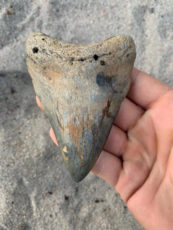 Megalodon Tooth - 4.18 inches