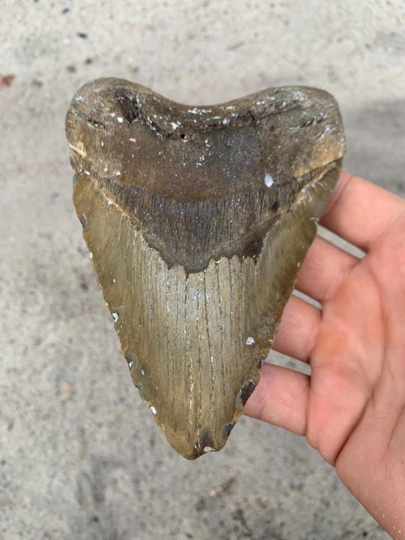 5.59 inch Megalodon Shark Tooth Fossil – Authentic, No Repair Meg Teeth