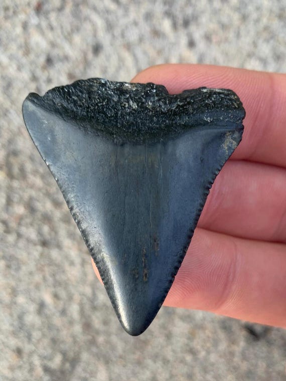 Great White Fossil Shark Tooth - 1.9 Inches