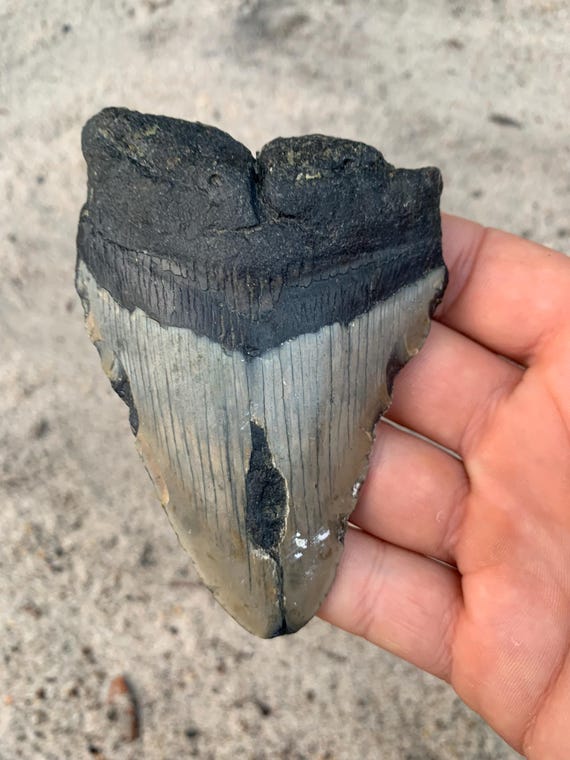 Megalodon Tooth - 4.22 inches