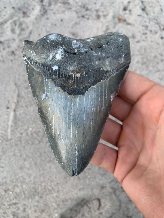 4.83 inch Megalodon Shark Tooth Fossil – Authentic, No Repair Meg Teeth
