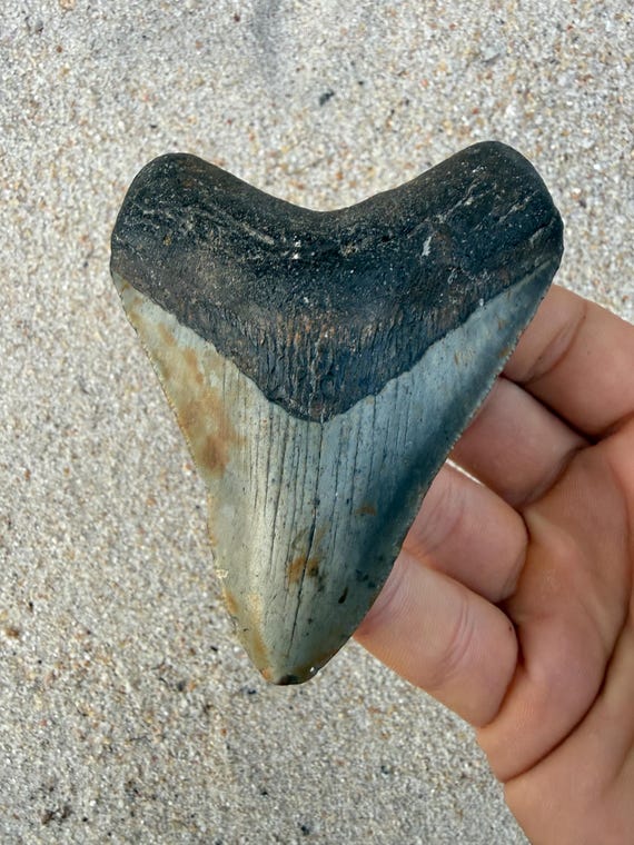 3.86 inch Megalodon Shark Tooth Fossil – Authentic, No Repair Meg Teeth