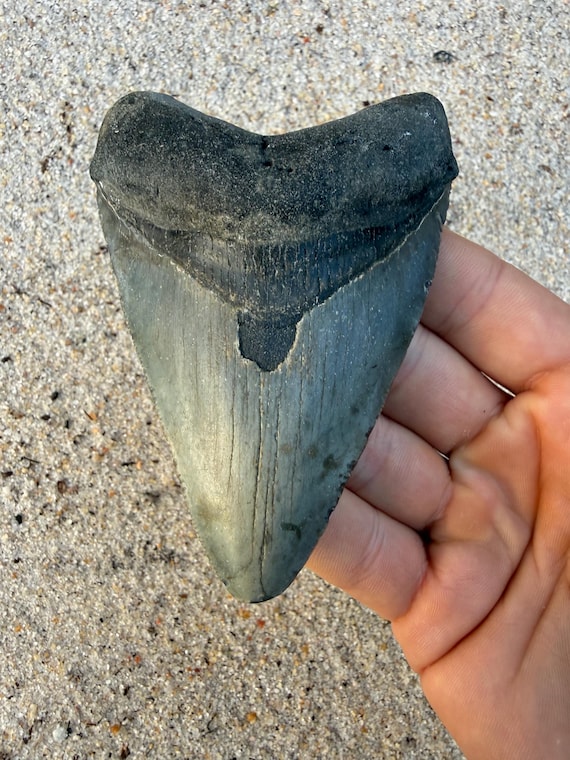 4.32 inch Megalodon Shark Tooth Fossil – Authentic, No Repair Meg Teeth
