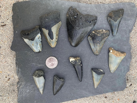5 Megalodon & 5 Mako (C. Hastalis) Shark Teeth - 10 fossilized shark teeth