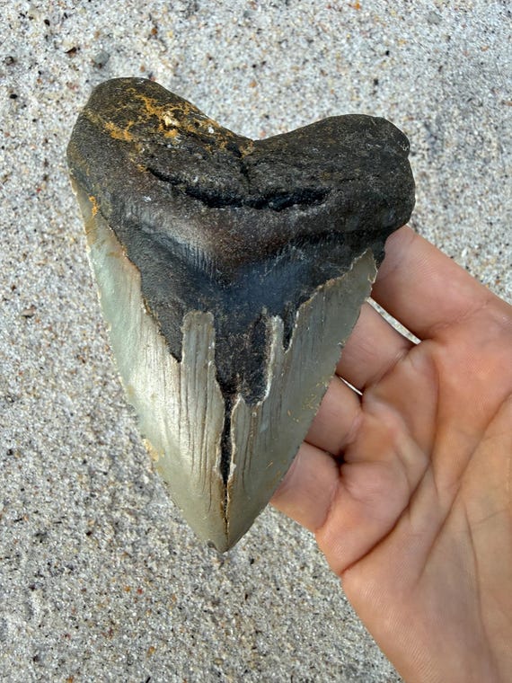 4.79 inch Megalodon Shark Tooth Fossil – Authentic, No Repair Meg Teeth