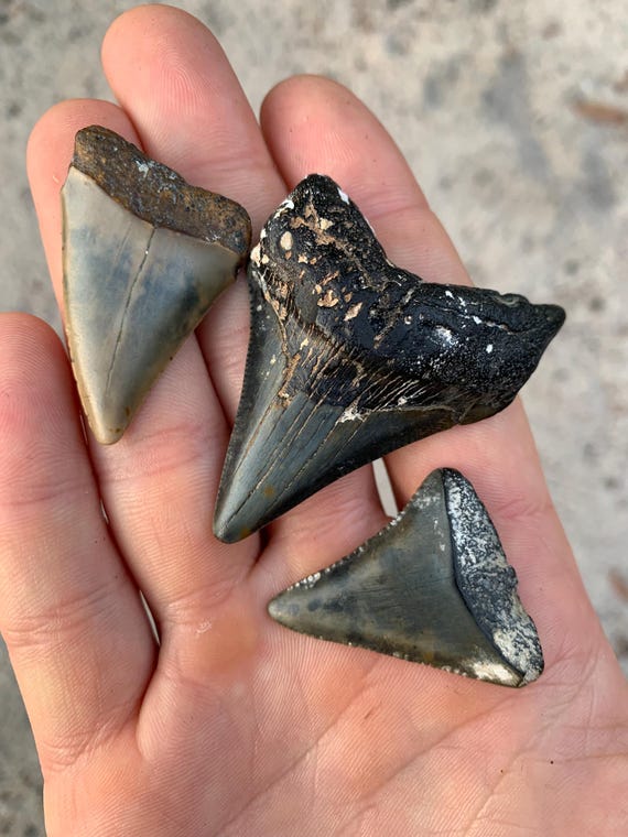 3 Shark Teeth - Megalodon, Great White, and Broadtooth White Shark (mako) Fossils