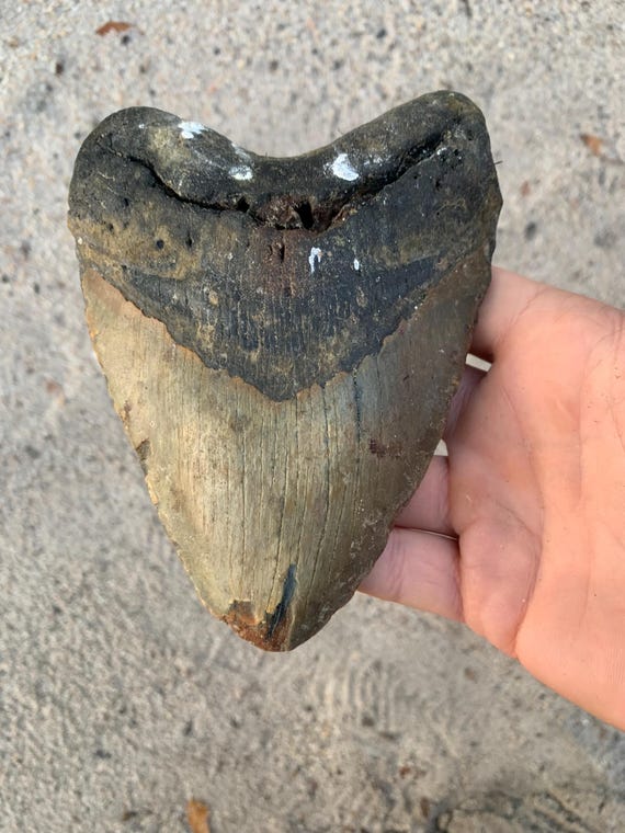 5.83 inch Megalodon Shark Tooth Fossil – Authentic, No Repair