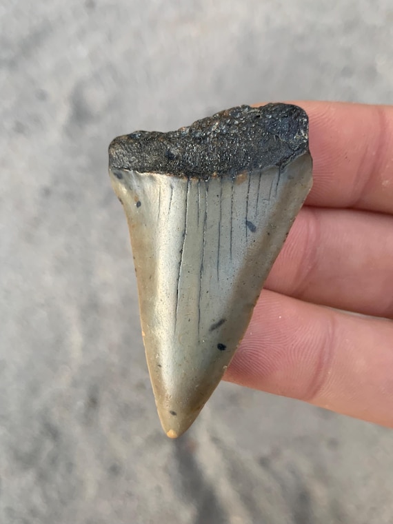 2.21" C. Hastalis Mako Fossil Shark Tooth - Miocene Era