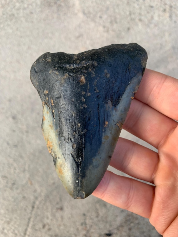 Megalodon Tooth - 3.87 inches