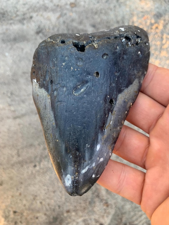 4.75 inch Megalodon Shark Tooth Fossil –  Meg Tooth