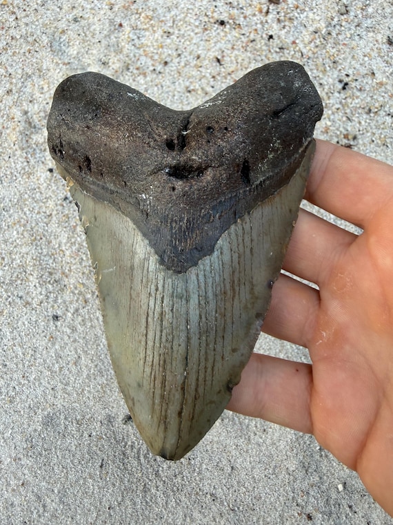 5.31 inch Megalodon Shark Tooth Fossil –Lower Jaw  Authentic, No Repair Meg Teeth