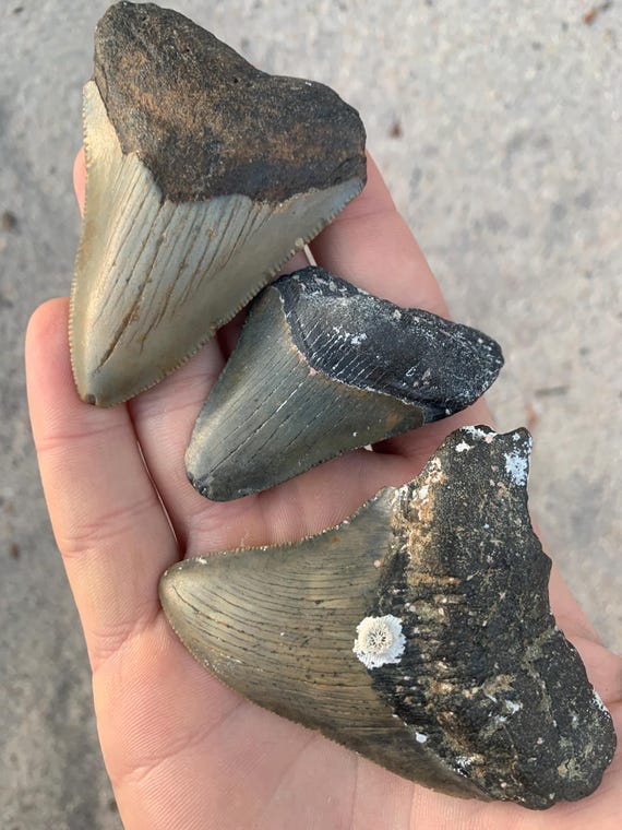 3 Megalodon Shark Teeth Fossils -  Real Meg Tooth bundle, Authentic, No Repairs