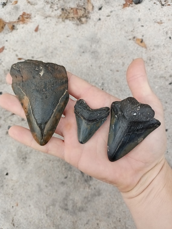 3 Megalodon Shark Teeth -  Real Fossil Megalodon Shark Tooth, Authentic Shark Tooth Fossil, Huge Megalodon Tooth, Meg Teeth