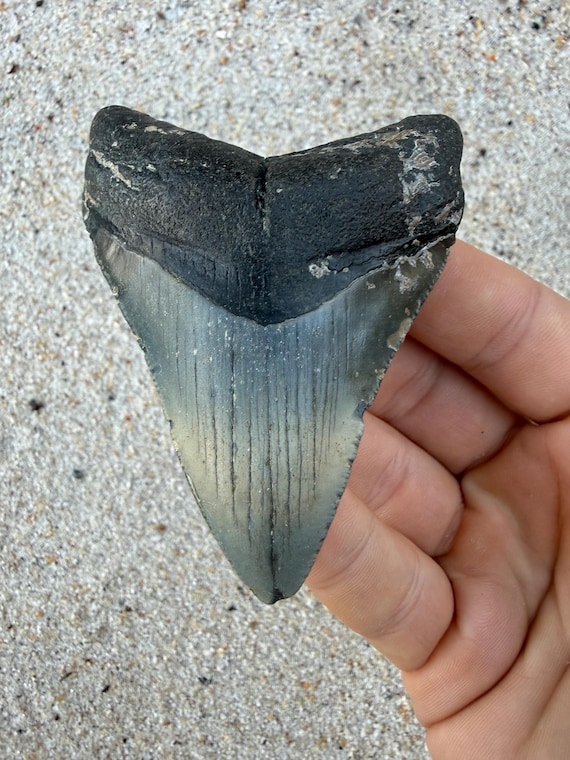 3.40 inch Megalodon Shark Tooth Fossil – Authentic, No Repair Meg Teeth