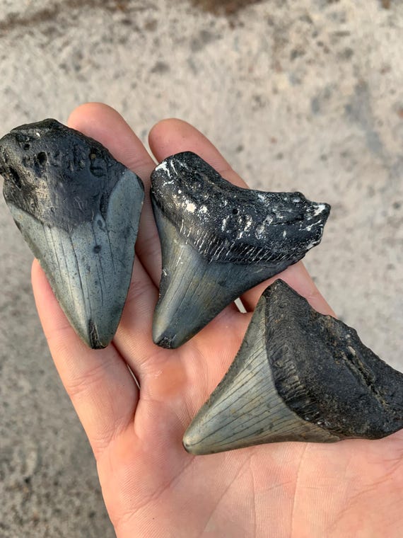 3 Megalodon Shark Teeth -  Real Fossil Megalodon Shark Teeth Fossils