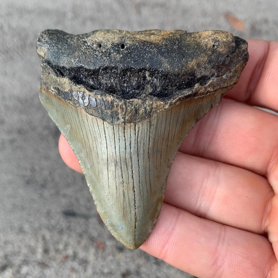Megalodon Tooth - 2.86 inches - Real Otodus Megalodon, Authentic Shark Tooth Fossil, Huge Megalodon Tooth, Meg Teeth