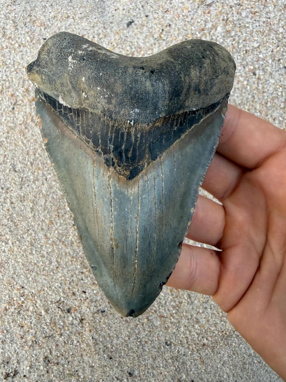 4.58 inch Megalodon Shark Tooth Fossil – Authentic, No Repair Meg Teeth