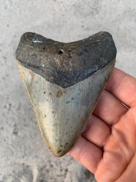 Megalodon Tooth - 4.34 inches