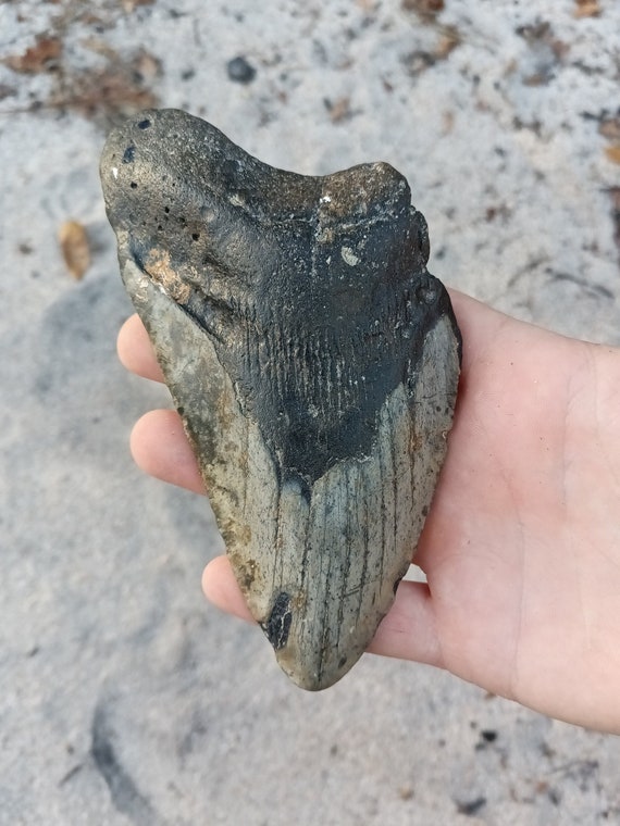 Megalodon Tooth - 5.76 inches