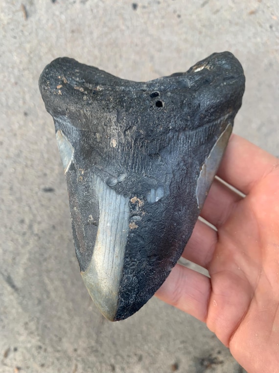 5.37 inch Megalodon Shark Tooth Fossil – Authentic, No Repair Meg Teeth
